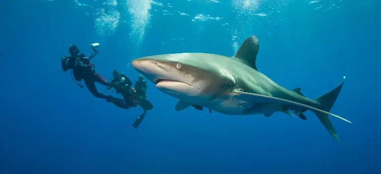 الغوص مع أسماك القرش